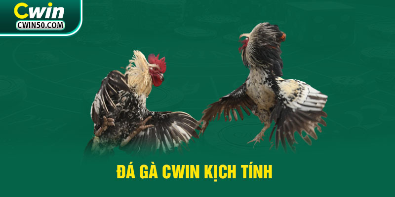 Đá Gà Cwin kịch tính